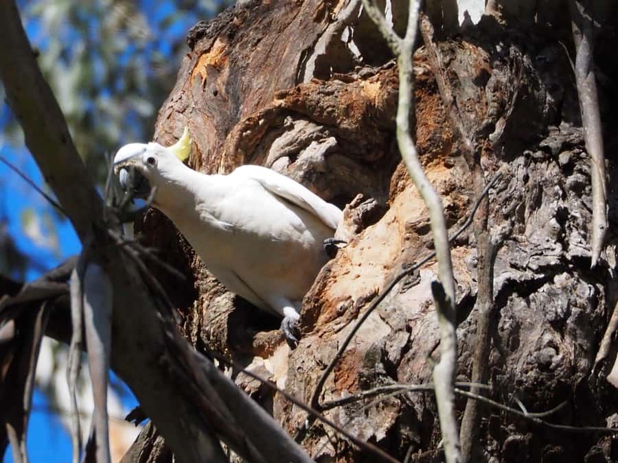 From Sydney: Australian Wildlife Safari with Lunch & Dinner - Who should book this wildlife safari