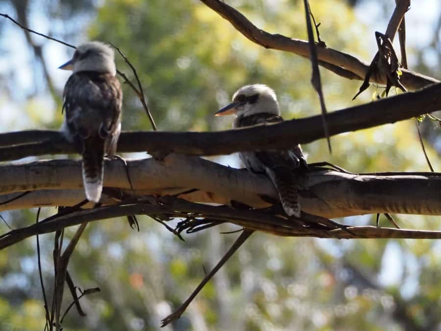 From Sydney: Australian Wildlife Safari with Lunch & Dinner - A light lunch and the first lessons in tracking