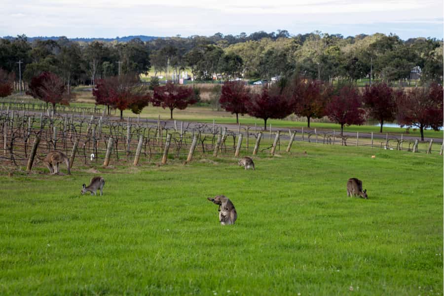 From Sydney: Award-Winning Hunter Valley Wine & Cheese Tour - Who will enjoy this day most