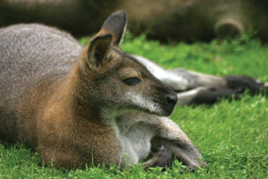 From Sydney: Blue Mountains Bushwalks & Featherdale Tour - Weather, fitness, and what to pack