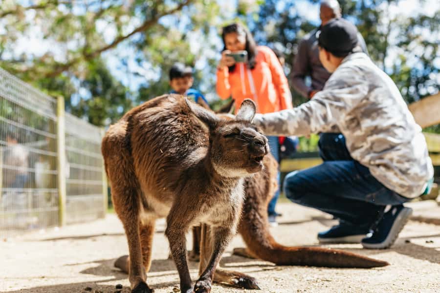 From Sydney: Blue Mountains Full-Day Trip - Who gets the best value from the $148 price