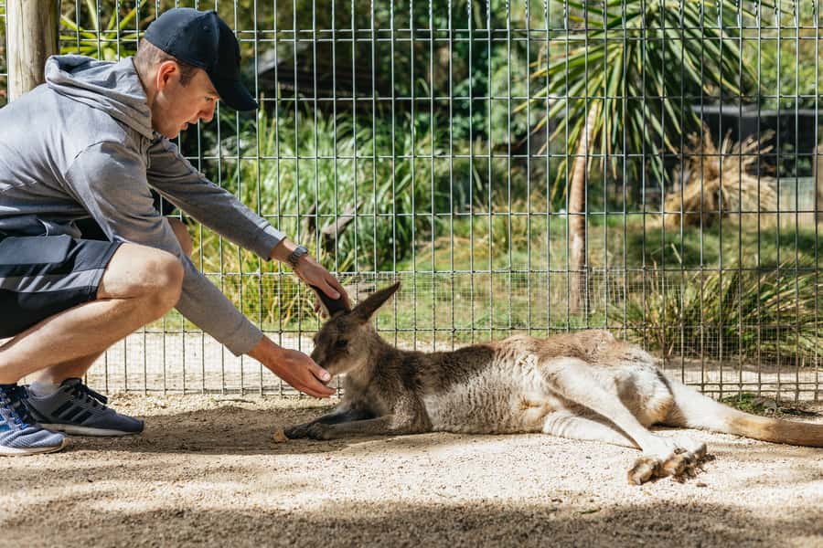 From Sydney: Blue Mountains Full-Day Trip - Why this Blue Mountains tour works well in one day
