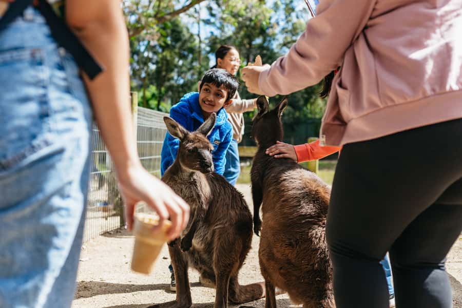 From Sydney: Blue Mountains Full-Day Trip - Scenic World: three rides, one busy block