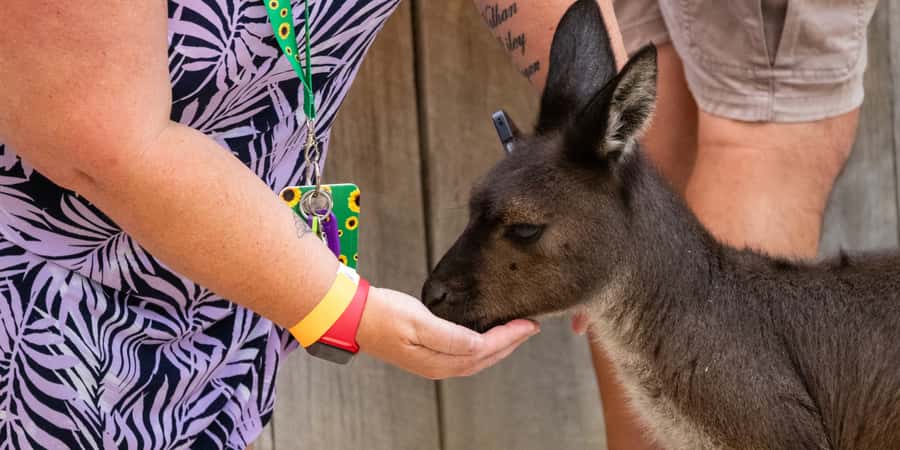 From Sydney: Blue Mountains, Scenic Railway, & Sydney Zoo - Who should book this Blue Mountains day trip?