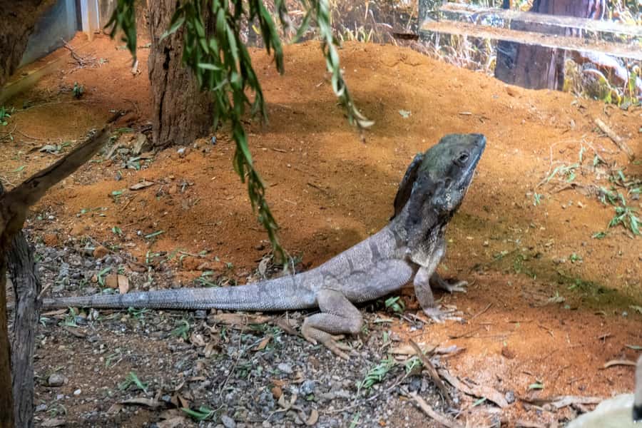 From Sydney: Blue Mountains, Scenic Railway, & Sydney Zoo - A return with a useful ferry option