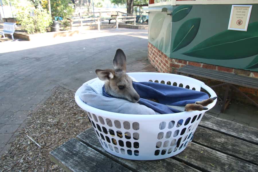 From Sydney: Blue Mountains Small-Group Tour Picnic & Hike - Govetts Leap, waterfalls, and the Grose Valley