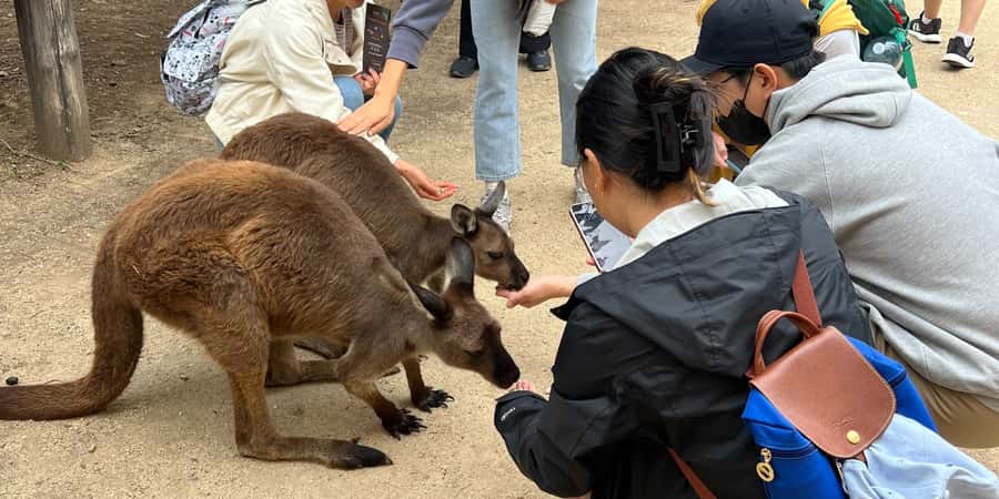 From Sydney: Blue Mountains, Sydney Zoo & Walking Tour - Echo Point delivers the classic Blue Mountains view