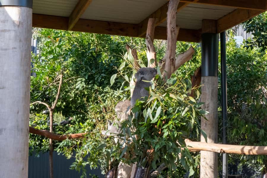 From Sydney: Blue Mountains, Sydney Zoo & Walking Tour - The ferry finish makes the return more interesting