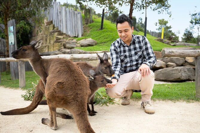 From Sydney: Blue Mountains with Zoo, Koala Photo & Scenic World - Leura gives you a practical lunch break