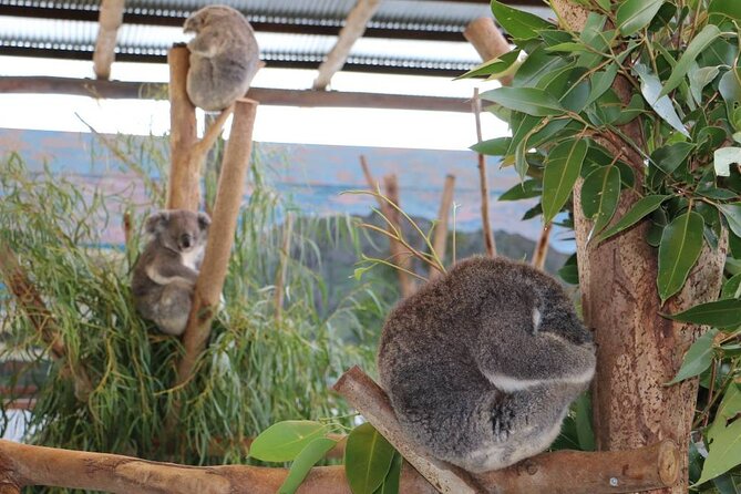 From Sydney: Blue Mountains with Zoo, Koala Photo & Scenic World - Echo Point delivers the Three Sisters view