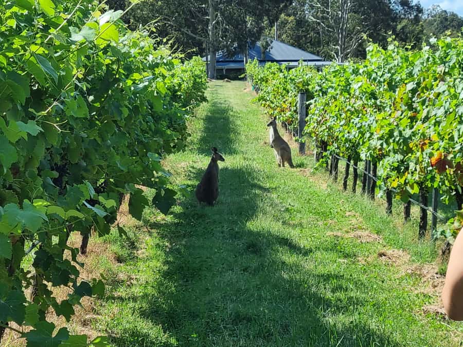 From Sydney: Hunter Valley Beer & Wine Group Tour - Why this Hunter Valley day works