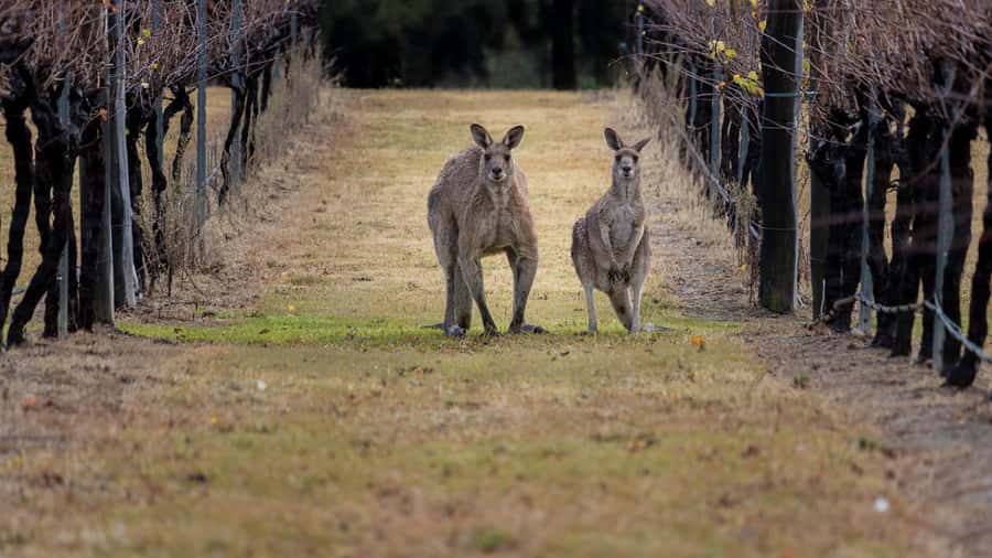 From Sydney: Hunter Valley Wine Tasting & Winery Picnic Tour - Key points at a glance