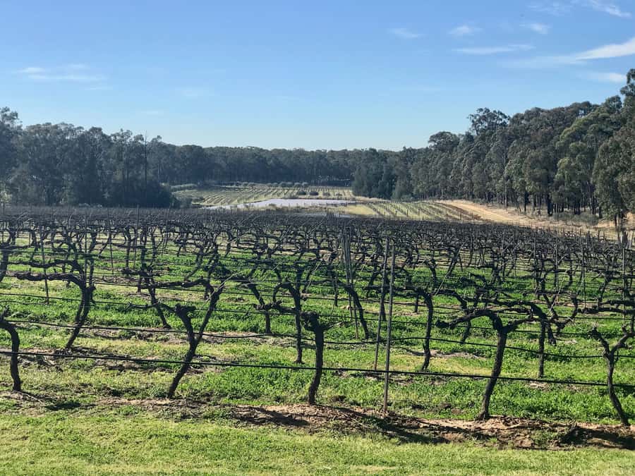 From Sydney: Hunter Valley Wine Tasting & Winery Picnic Tour - Why the Hunter Valley makes a good day trip