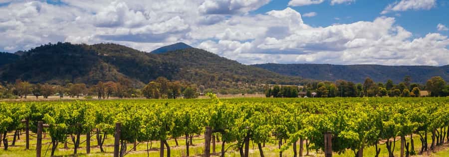 From Sydney: Luxury Hunter Valley Private Tour - What the private guide adds