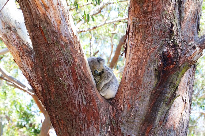 From Sydney: Port Stephens Dolphin, Koalas, Lunch & Sandboarding - A lunch break with changing arrangements