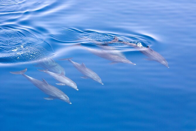 From Sydney: Port Stephens Dolphin, Koalas, Lunch & Sandboarding - Price, group size, and practical value