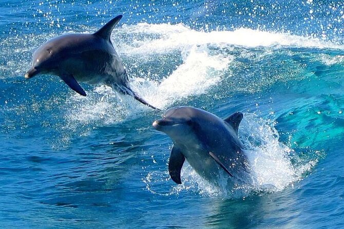 From Sydney: Port Stephens Dolphin, Koalas, Lunch & Sandboarding - Chasing bottlenose dolphins in Port Stephens