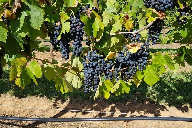 Full Day Private Wine Tour Exclusively Tailored To Suit You - Pickup in the Lower Hunter Valley