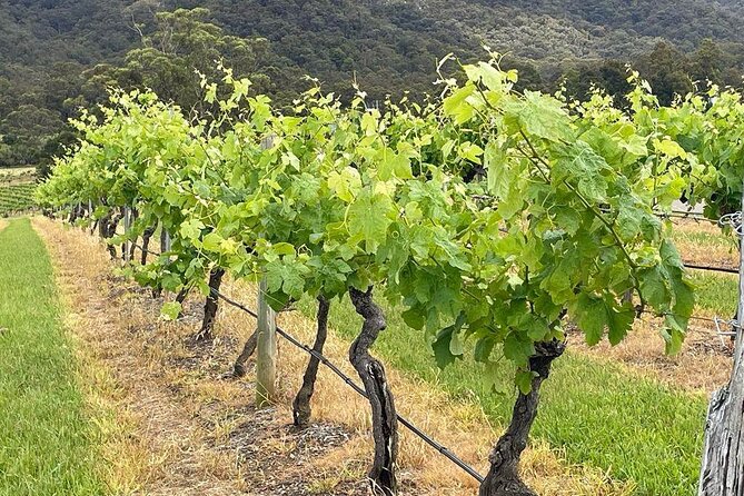 Full Day Private Wine Tour Exclusively Tailored To Suit You - The dog-friendly detail