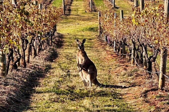 Full Day Private Wine Tour Exclusively Tailored To Suit You - What is included, and what is not