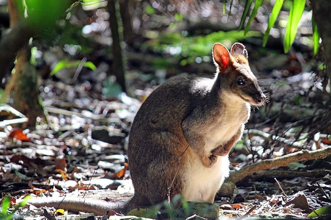 Fully Inclusive Blue Mountains Private Tour inc Scenic World & Featherdale Entry - Starting early from Sydney