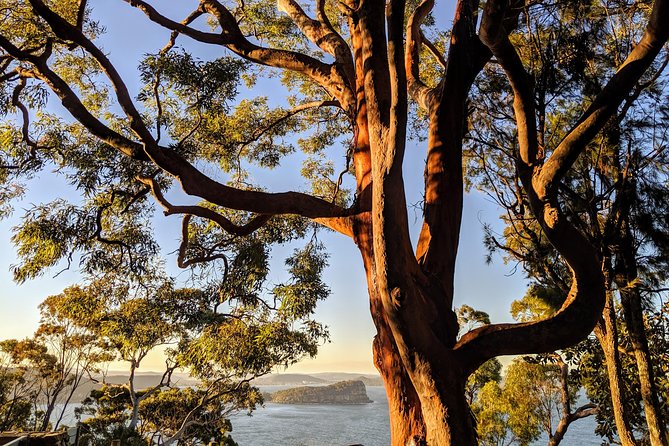 Golden Beaches and Ocean Vistas MANLY AND NORTHERN BEACHES PRIVATE TOUR - Long Reef provides the longest coastal walk