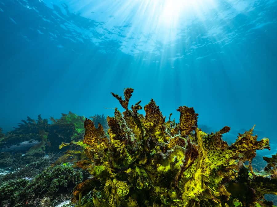 Guided Snorkel Tour at Australias most iconic beach - What makes this Sydney snorkel tour worthwhile