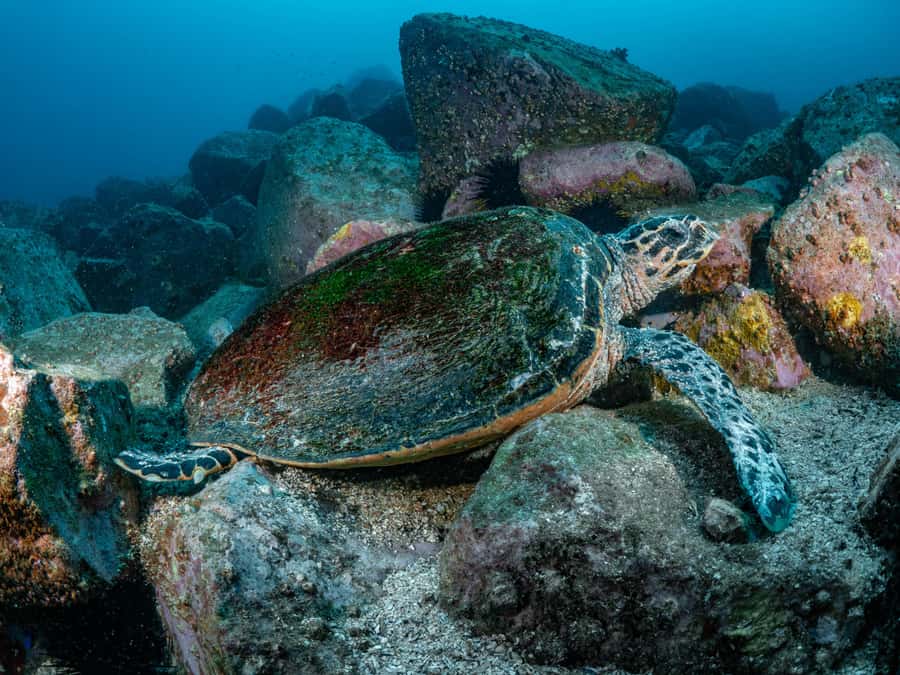 Guided Snorkel Tour at Australias most iconic beach - Why the eight-person limit helps