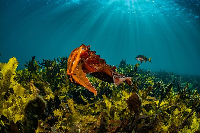Guided Snorkeling Experience in Bondi - Key points at a glance