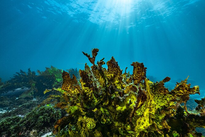 Guided Snorkeling Experience in Bondi - A helpful option for less confident swimmers