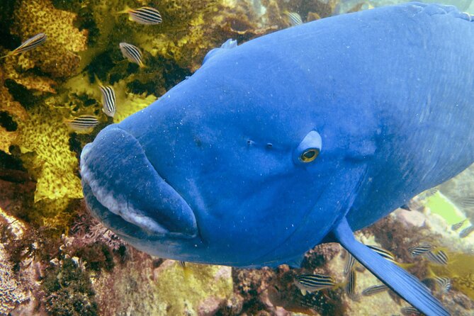 Guided Snorkeling Experience in Bondi - Weather decisions are part of coastal travel