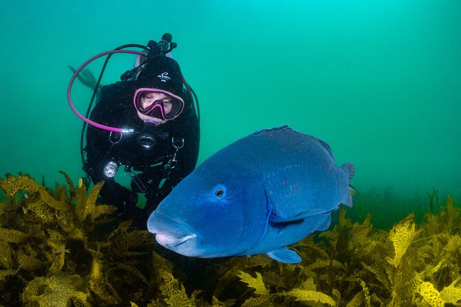 Half-Day Private Discover Dive at Australia's Iconic Beach - What this Bondi experience actually gives you