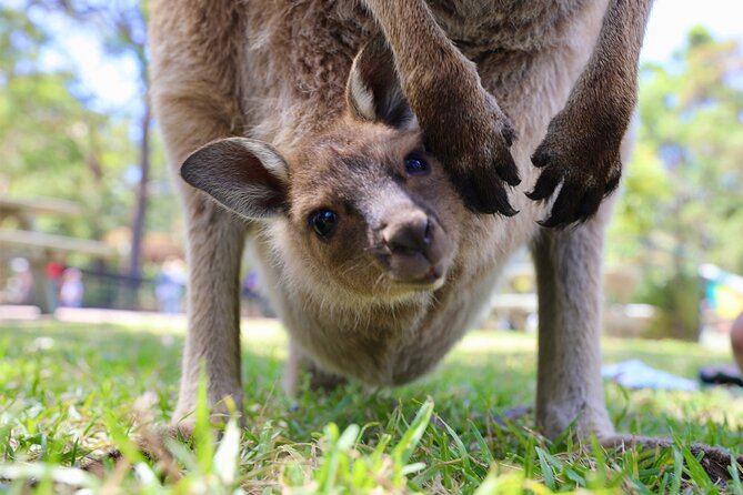 Horse Riding, Koalas & Kangaroos - Wild Australia: Private Tour - From Sydney Harbour to the north coast