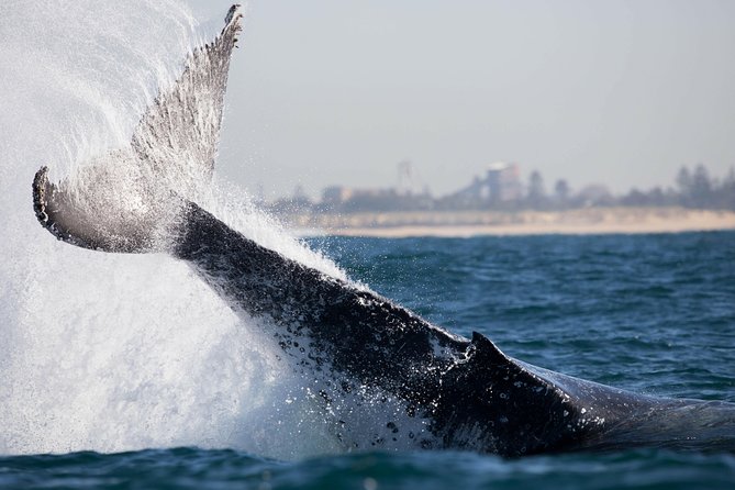 Humpback Whale Encounter Tour from Newcastle - Small-group comfort and useful inclusions