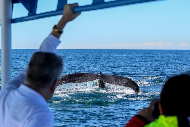 Humpback Whale Encounter Tour from Newcastle - How much value do you get for $89.66?