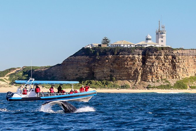 Humpback Whale Encounter Tour from Newcastle - Why the Newcastle whale route matters