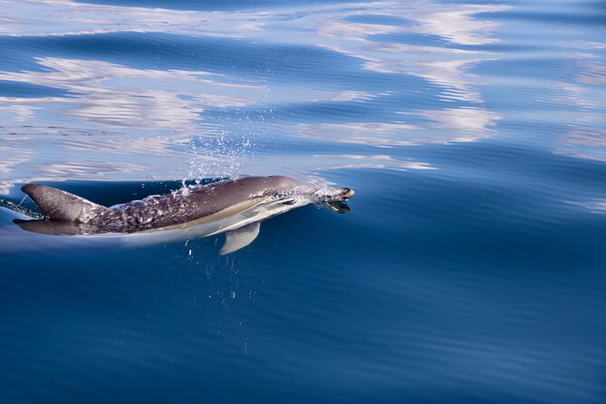 Hunter Coastal Adventure Tour by Boat from Newcastle - Watching for dolphins, turtles, and seabirds