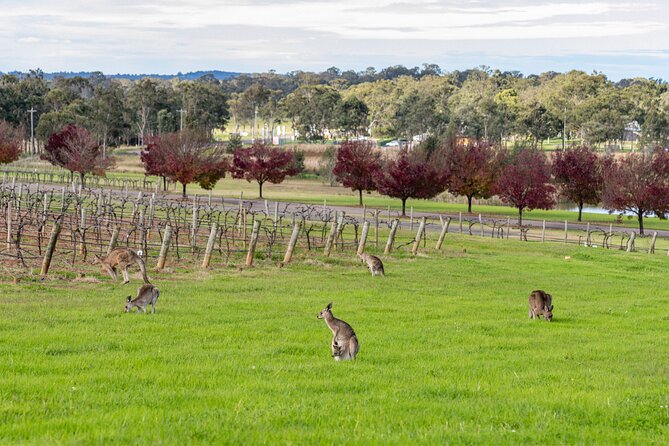 Hunter Valley All Inclusive Boutique Wine Tour from Sydney - Entering the Hunter through Cessnock