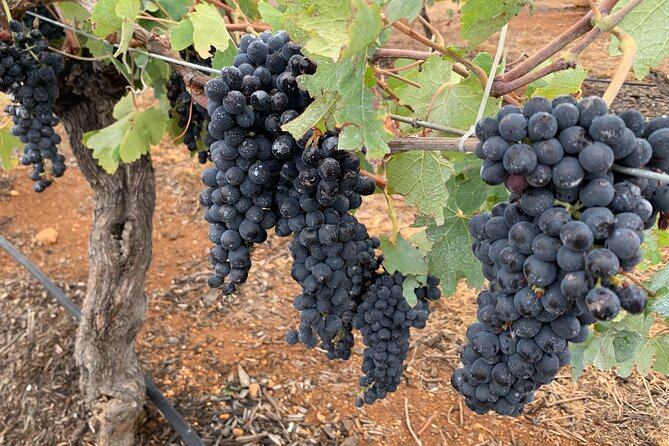 Hunter Valley Private Tour - Is $520 per person good value?
