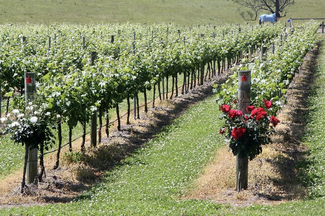 Hunter Valley Private Wine Tasting Tour from Sydney - Third winery: a quieter final tasting