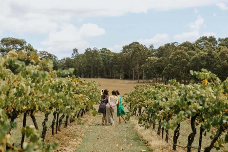 Hunter Valley: Tastes of the Hunter Half Day Tour - A boutique cellar door with cheese and wine