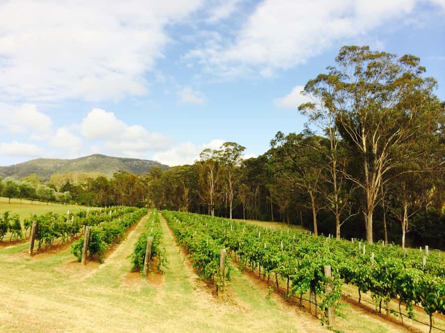 Hunter Valley: Tulloch Wines Mystery Wine & Cheese Tasting - The mystery format makes six wines more memorable