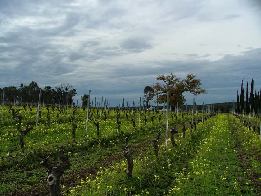Hunter Valley: Uncork the Hunter Full-Day Wine Tour - Chocolate and wine matching
