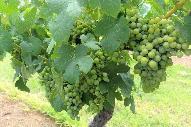 Hunter Valley wine and cheese starting from the Hunter region - A private wine day with the driving taken care of