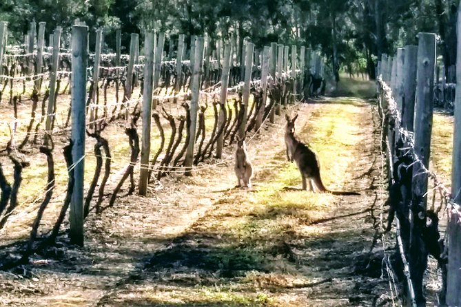 Hunter Valley wine and cheese starting from the Hunter region - What the wine tastings actually offer