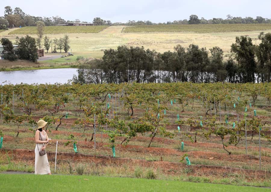 Hunter Valley: Wine, Chocolate and Lunch All Inclusive Tour - Lunch and guided tasting at 4 Pines at the Farm
