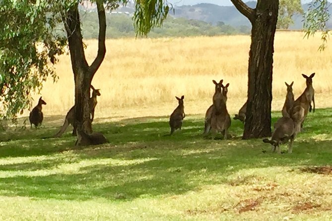 Hunter Valley Wine Tasting Private Tour From Sydney - The ride back to Sydney