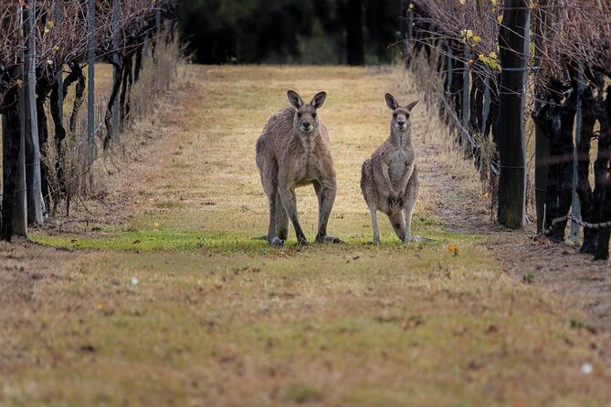 Hunter Valley Wine Tour from Sydney: 3 Wineries & Vineyard Picnic - The Pokolbin picnic is the day’s personal touch
