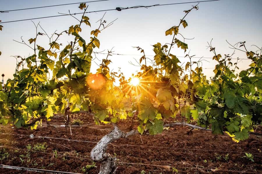 Hunter Valley: Wine Tour with 3 Tastings and Garden Lunch - Crossing Sydney Harbour Bridge to wine country