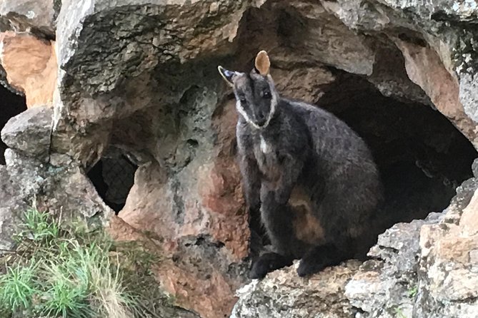 Inside the Greater Blue Mountains World Heritage - A Private Wildlife Safari Overnight - Glenbrook woodland and the first wildlife search